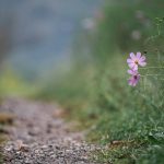 Multi Purpose Gravel for Gardens: 7 Proven Reasons It’s the Easiest Landscaping Upgrade You’ll Make This Year